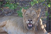 16_Lions-Leopards