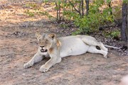 18_Lions-Leopards