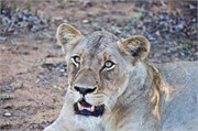 19_Lions-Leopards