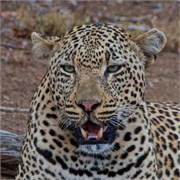 1_Lions-Leopards