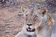 20_Lions-Leopards