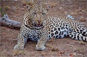 23_Lions-Leopards