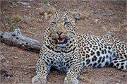 24_Lions-Leopards