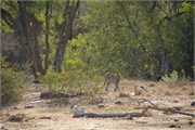 25_Lions-Leopards