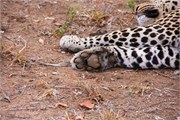 33_Lions-Leopards