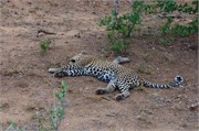 34_Lions-Leopards