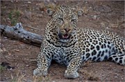 36_Lions-Leopards