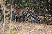 3_Lions-Leopards