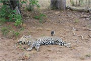 41_Lions-Leopards