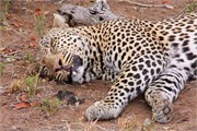 42_Lions-Leopards