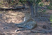 45_Lions-Leopards