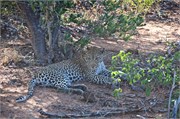 48_Lions-Leopards
