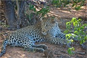 50_Lions-Leopards