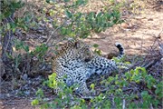 52_Lions-Leopards