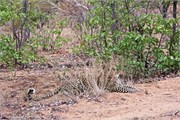 58_Lions-Leopards