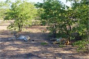 5_Lions-Leopards