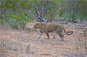 61_Lions-Leopards