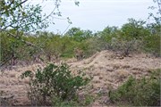 62_Lions-Leopards