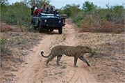 64_Lions-Leopards