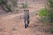 65_Lions-Leopards