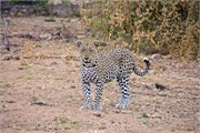 67_Lions-Leopards