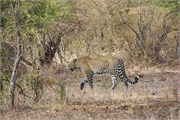 6_Lions-Leopards