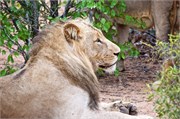 71_Lions-Leopards