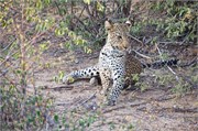 72_Lions-Leopards