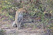 74_Lions-Leopards