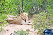 75_Lions-Leopards
