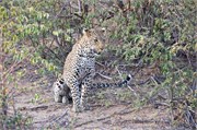 76_Lions-Leopards