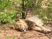 84_Lions-Leopards