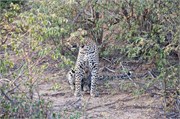 88_Lions-Leopards