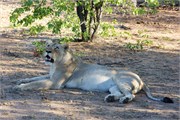8_Lions-Leopards