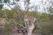 92_Lions-Leopards