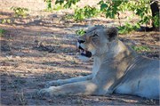 9_Lions-Leopards