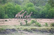 100_Elephants-Giraffes-Rhinos