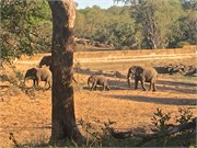 101_Elephants-Giraffes-Rhinos