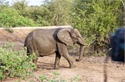 12_Elephants-Giraffes-Rhinos