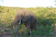 16_Elephants-Giraffes-Rhinos