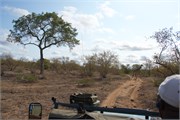17_Elephants-Giraffes-Rhinos
