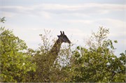1_Elephants-Giraffes-Rhinos