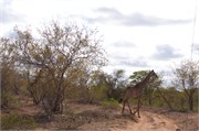 20_Elephants-Giraffes-Rhinos