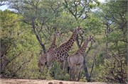 24_Elephants-Giraffes-Rhinos
