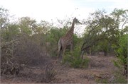 27_Elephants-Giraffes-Rhinos