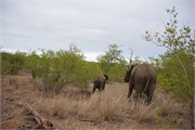 30_Elephants-Giraffes-Rhinos