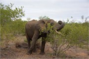 33_Elephants-Giraffes-Rhinos