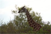 34_Elephants-Giraffes-Rhinos
