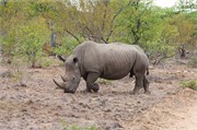 37_Elephants-Giraffes-Rhinos