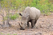 39_Elephants-Giraffes-Rhinos